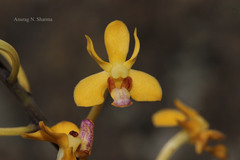 Vanda testacea